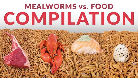 10 000 Mealworms vs. Food Compilation