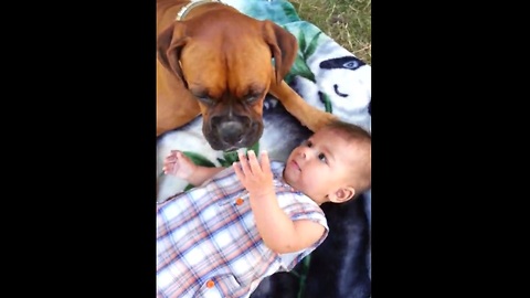 Boxer dog kisses adorable baby