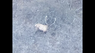 Arizona elk scouting, #1