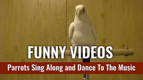 Funny Videos | parrots sing along and dance to the music