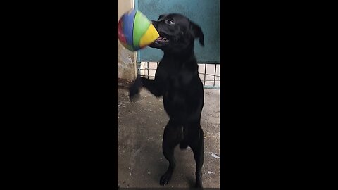 This Labrador Like Its Deflated Ball