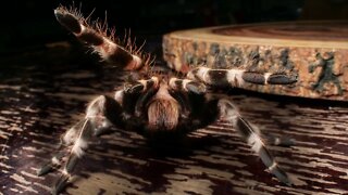 Nhandu Chromatus (Brazilian Red & White Tarantula) #shorts