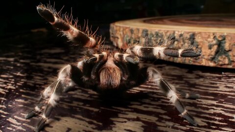 Nhandu Chromatus (Brazilian Red & White Tarantula) #shorts