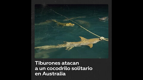 Tiburones atacan a un cocodrilo solitario en una isla australiana