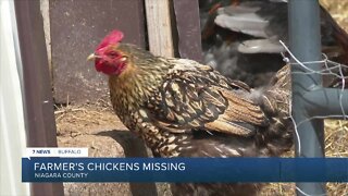 60 chicks have gone missing on Niagara Co. farms