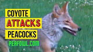 Coyote Attacks Peacocks, Peacock Minute, peafowl.com