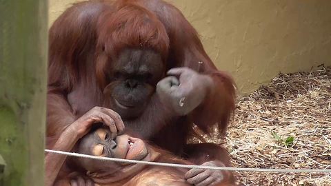 Orangutan mom playfully punches her baby's head