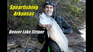 Spearfishing Striped Bass in Arkansas