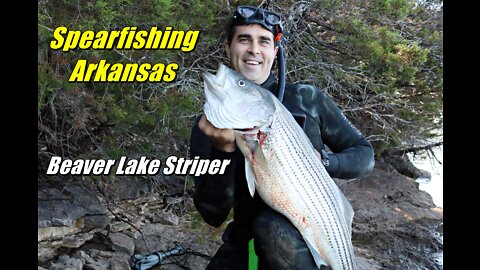 Spearfishing Striped Bass in Arkansas