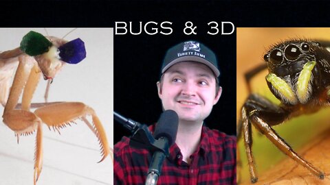 Do bugs see in 3D?