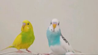 Two Male Budgies