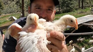 Moving 123 Chickens Outside for the First Time!