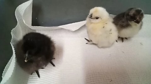 Silkie Chicks, 3, they are 1 and 2 days old 04/07/2020 ( Video 1 )