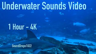 Experience Peace With 1 Hour Of Underwater Sounds Video