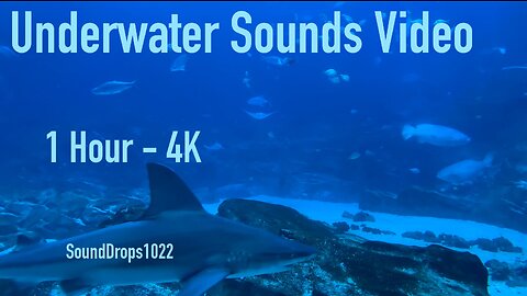 Experience Peace With 1 Hour Of Underwater Sounds Video