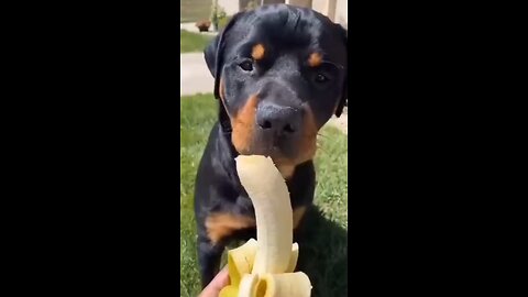 Funny Dogs - A Funny dog videos Compilation 2023