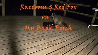 Raccoons and Red Fox on my Back Porch