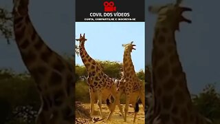 veja duas girafas brigando