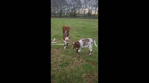 Three baby calves.