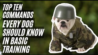 Top 10 Commands Every Dog Should Know in Basic Training