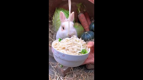 bunny eating noodles 🍜🍜