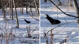 Silly Frenchie performs the "perfect" slide on the snow