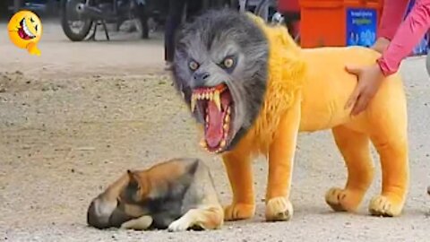 Pranking Dogs with Fake Lion and Tiger, Hilarious Box Prank, and More