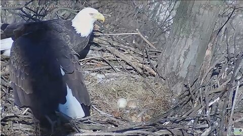 Hays Eagles Dad brings Mom huge breakfish while incubating the 3 Eggs 2022 02 20 10:07am