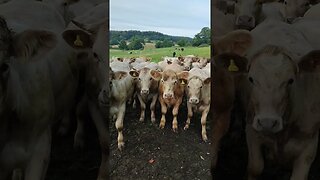 Cows up close