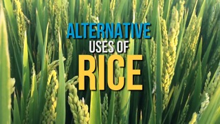 Alternative uses of rice