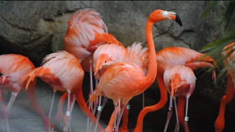 Captive American flamingos