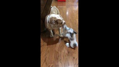 Olde English Bulldogge & Mini Schnauzer Puppies Playtime! Titan, Joseph, & Martin