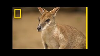 The Kangaroo is the World's Largest Hopping Animal | National Geographic