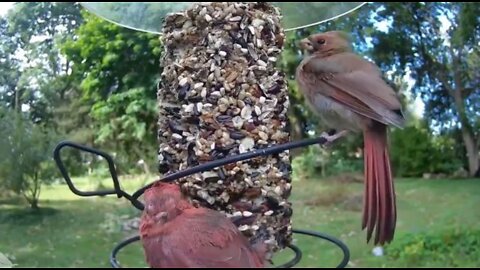 Feeding Northern Cardinal Birds With Seed Cylinder Is A Thoughtful Thing To Do!