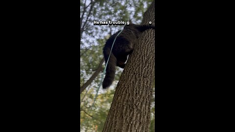 Crazy cat climbs a tree! 🙀