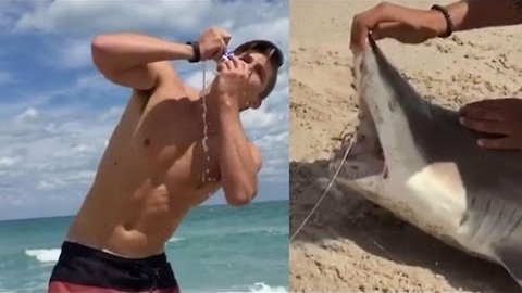 Utilizan un tiburón que se asfixiaba como abrelatas y provocan indignación
