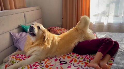 Golden Retriever demands attention from his human Mom