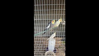 Beautiful cockatiels. #birds #cockatiel #beautiful #Amazing
