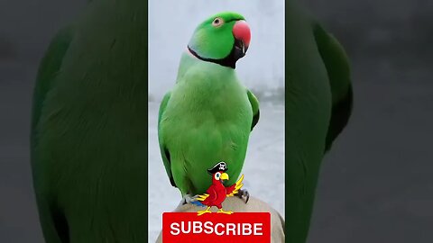 Funny Talking Parrot #shorts #viralshort #funnyshorts