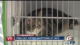 Adopt a cat or kitten for free through the weekend at Indy Animal Care Services