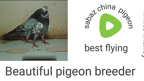 Sabaz china breeder pair pigeon beautiful tadeey