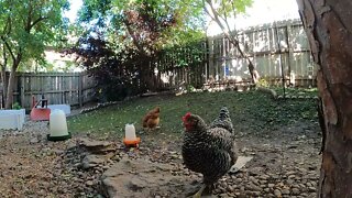 My Backyard Chickens - Episode 90