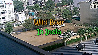Wild Boar In India-It's Wild