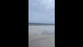 Livestream Clip 2 - Hurricane Ian & Davystingray Crash My Livestream Under Fort Myers Beach Pier!