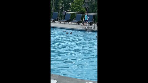 Geese taking a dip