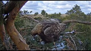 Golden Eagle Rolls Her Two Eggs 🦅 3/30/22 11:26