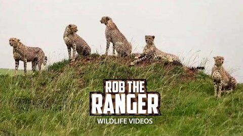Five Cheetahs Of Maasai Mara | Tano Bora, Fast Five, Five Musketeers | Zebra Plains