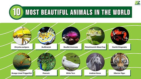 Top Ten Beautiful Animals In the World || Beautiful Animals In the World