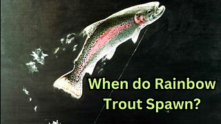 When do Rainbow Trout Spawn?