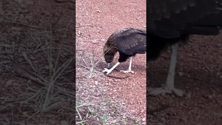 O Gavião Carcará e a Cobra de Borracha